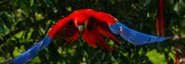 macaw